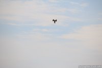 Bonte ijsvogel
